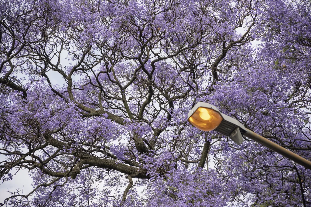 johannesburg, dél-afrika, Zsakaranda fa, virág, lila szinű fák, 2022. 10. 20. 