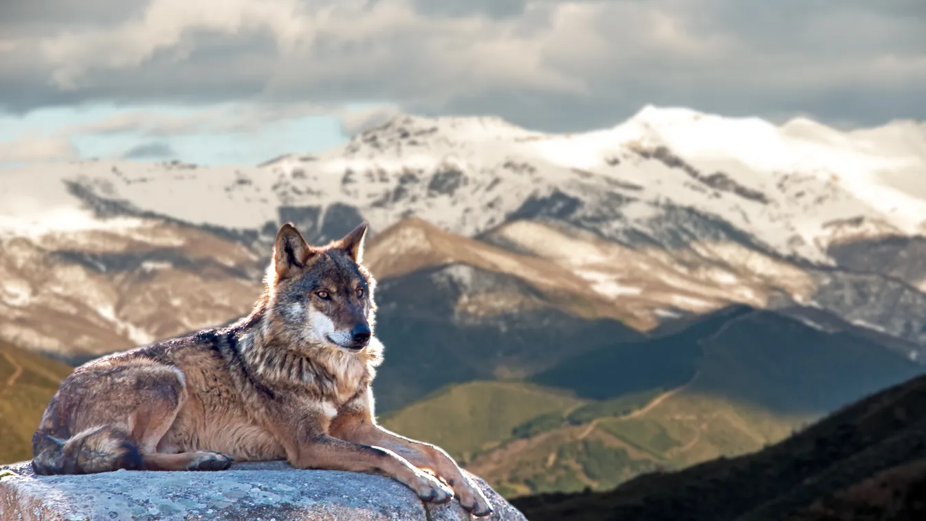 Iberian,Wolf,Lying,On,Rocks,On,A,Snowy,Mountain,Watching forest,fur,mountains,dangerous,isolated,winter,wild animals,dang ibériai farkas 