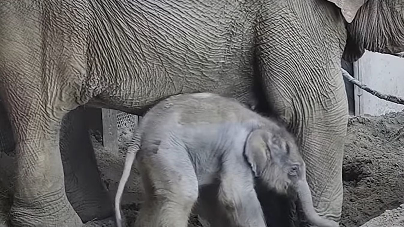kiselefánt születés budapesti állatkert 