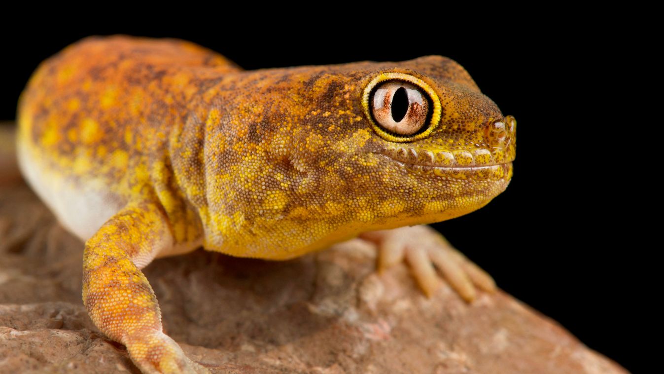 Koch's Chirping Gecko (Ptenopus kochi) Ptenopus kochi ADULT Predator ALONE Head Eye PORTRAIT Profile shot YELLOW COLOUR CAST Namibia Cut out Endemic Nocturnal Least Concern (IUCN) LC Ptenopus Black background Nobody Koch's barking gecko (Ptenopus kochi) A