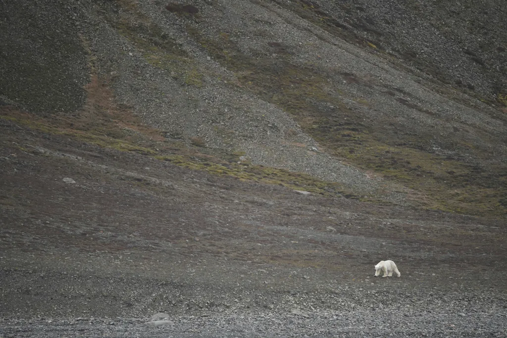Horizontal ANIMAL NATURE WILDLIFE LANDSCAPE BEAR POLAR BEAR ILLUSTRATION ENVIRONMENT