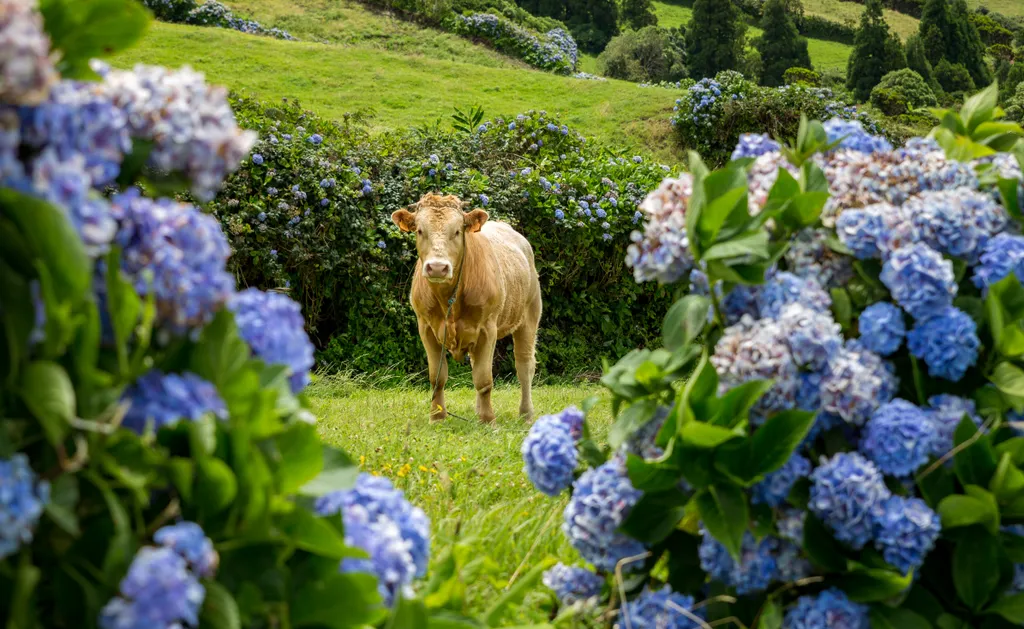 Flores Island, Azores, szigetcsoport, szigetek, Azori-szigetek, Atlanti-óceán, város, népesség, környezet, élővilág 