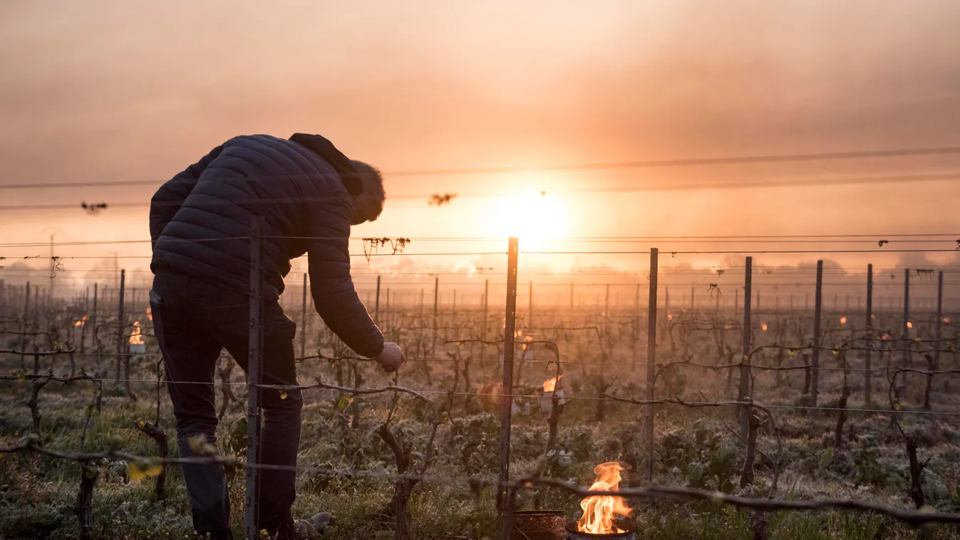Nagyon durva fagyok európa ismert borvidékein  agriculture viniculture weather TOPSHOTS Horizontal 