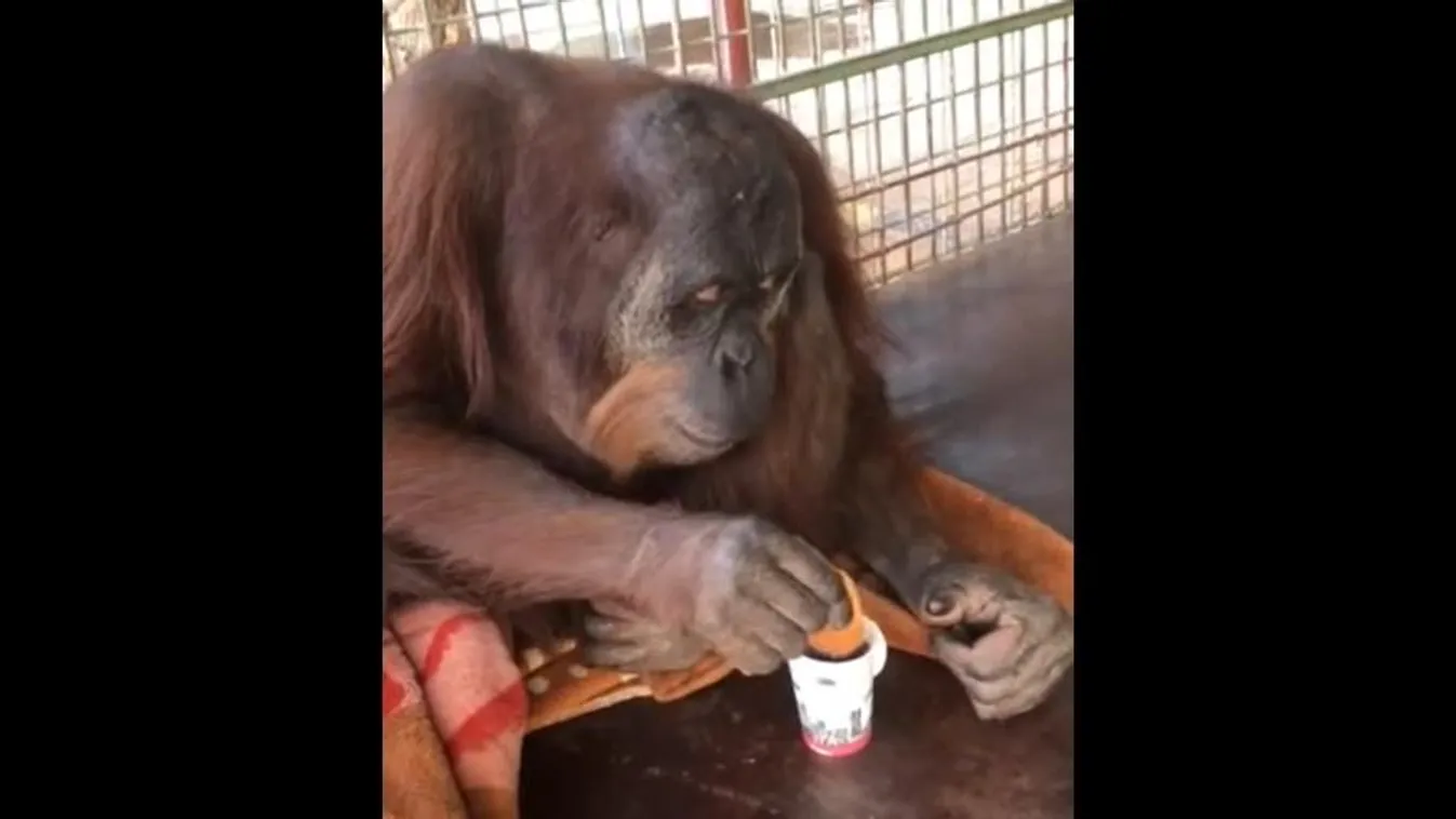 orangután 