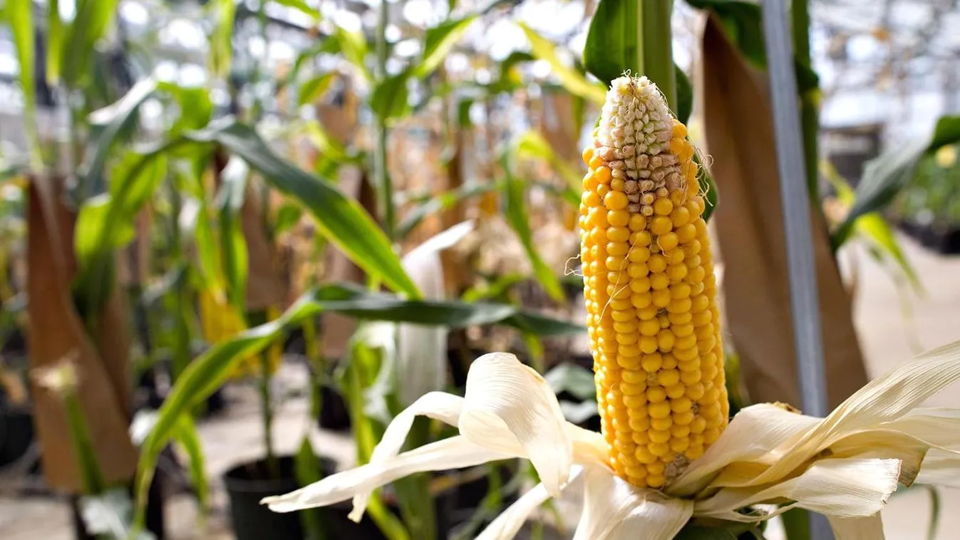 mezőgazdaság vetőmag kukorica Monsanto Syngenta 