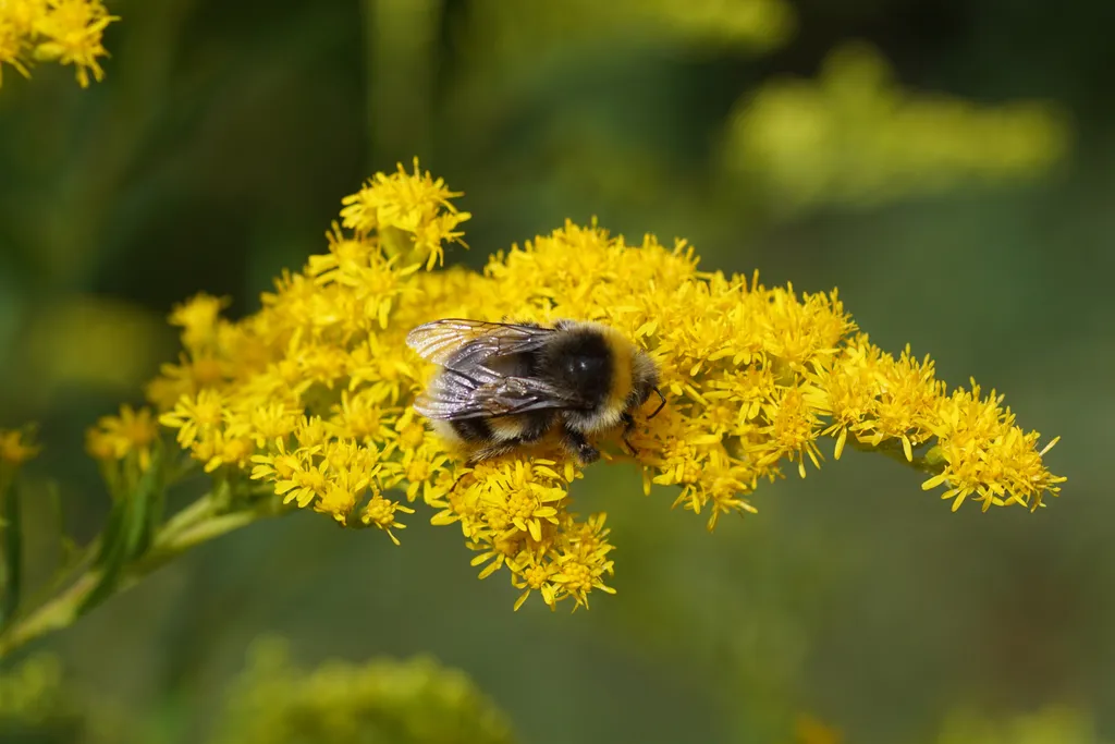 Ezek a mézelő virágok nem csak a szemet gyönyörködtetik, de a méhek is szeretik, méh, méhek, méz, mézelő, virág, színes,szolidágó 