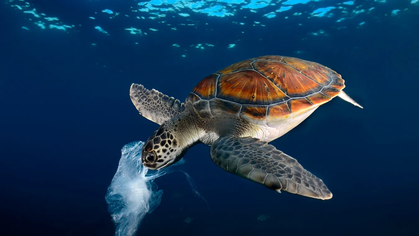 közönséges levesteknős 
 műanyag plastic bag resembling a jellyfish , Tenerife JELLYFISH ADULT ALONE Plastic Eat SWIM Overview Underwater shot Tenerife Endangered (IUCN) EN Symbolic image Three quarter shot Green sea turtle (Chelonia mydas) Chelonia 