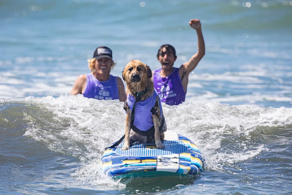 Szörföző kutyák gall  Helen Woodward Animal Center's 16th Annual Surf Dog Surf-a-Thon bestof topix 