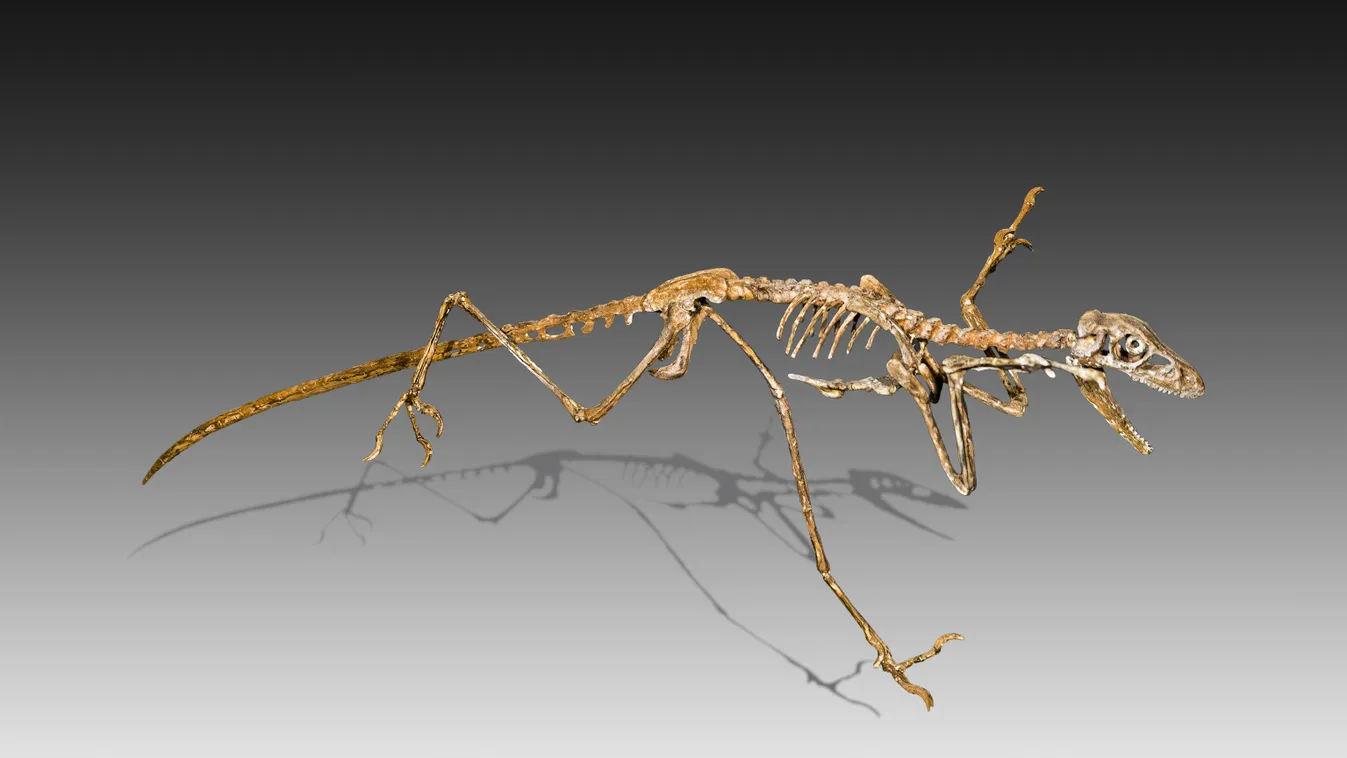 Microraptor 