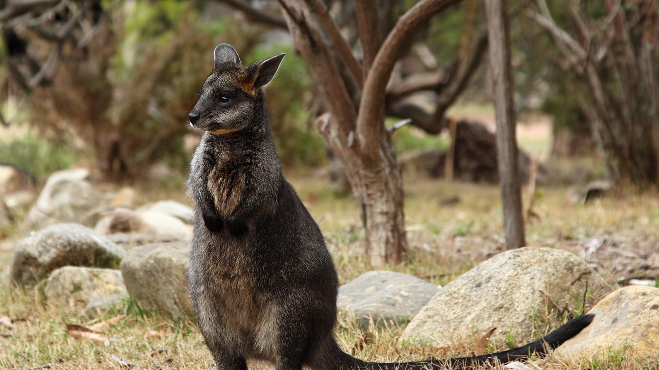 mocsári kenguru 