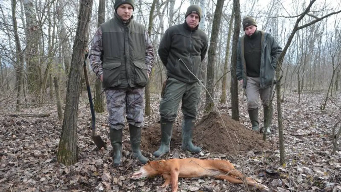 sakál ölt meg egy vizslát dorozsmán 