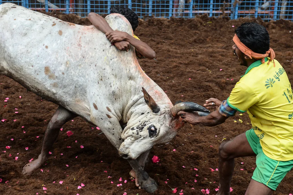 Jallikattu Avaniyapuram bika India Tamil Nadu 