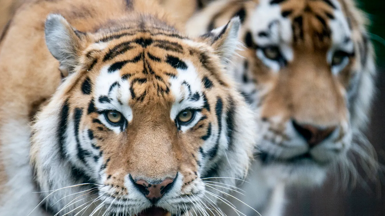 Szibériai tigrisek születtek a Kecskeméti Vadaskertben, galéria, 2021 