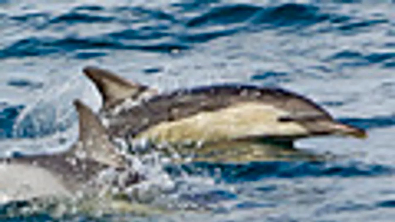 fokföldi delfin, Delphinus capensis Dél-Afrika partjainál
