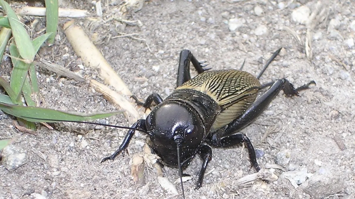 2016 a mezei tücsök éve lesz - ORIGO