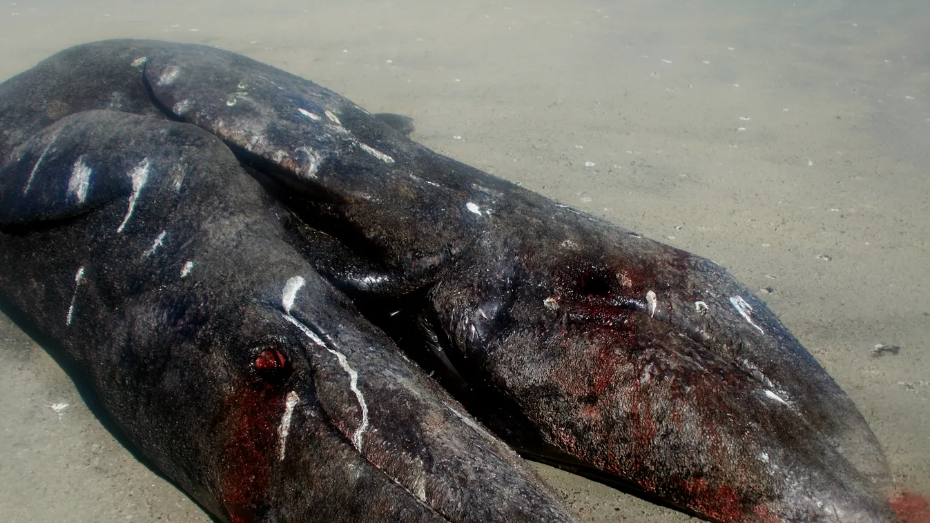 Sziámi bálnapár tetemére bukkantak Mexikóban 