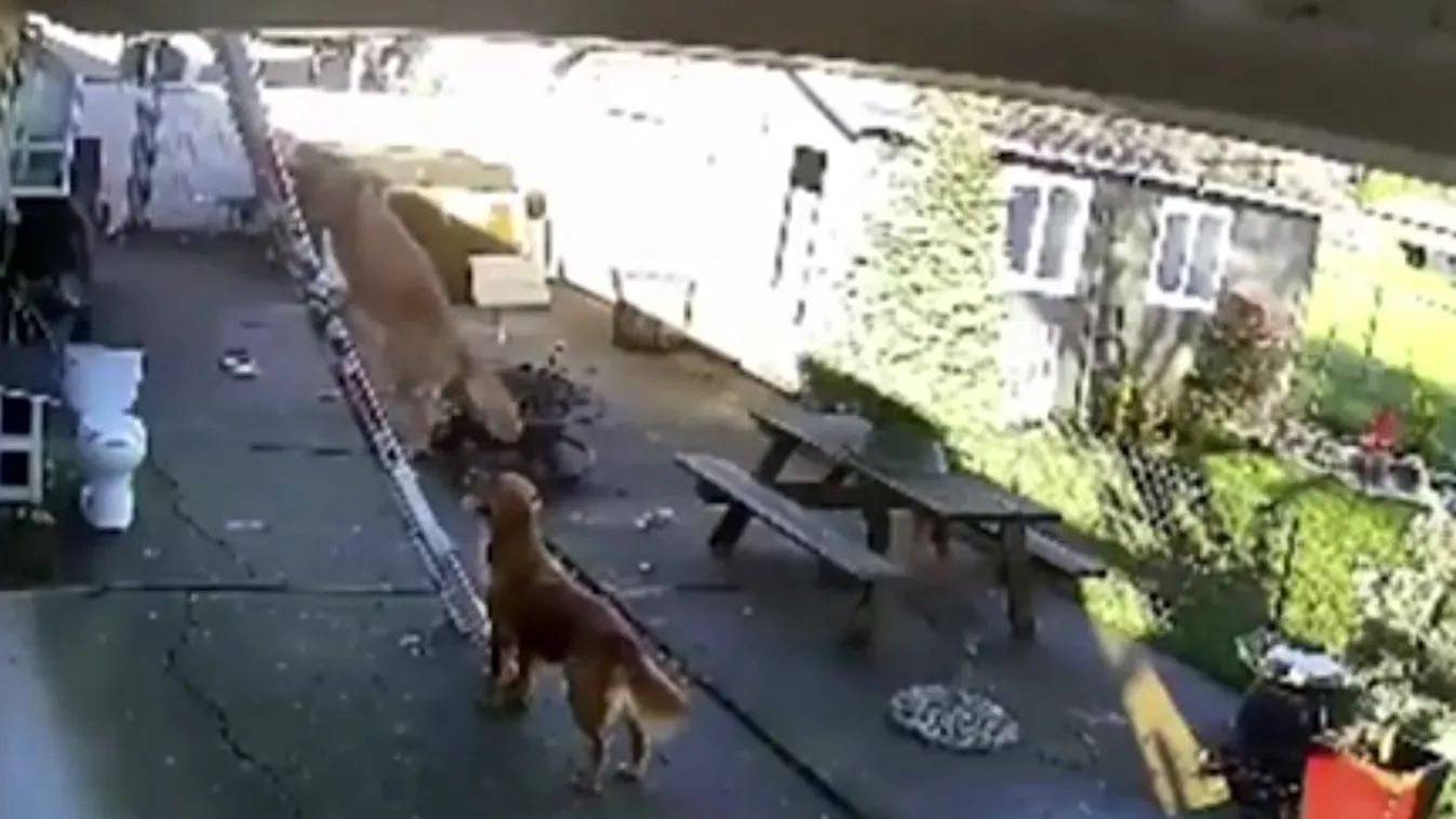 kutya létra mászás 