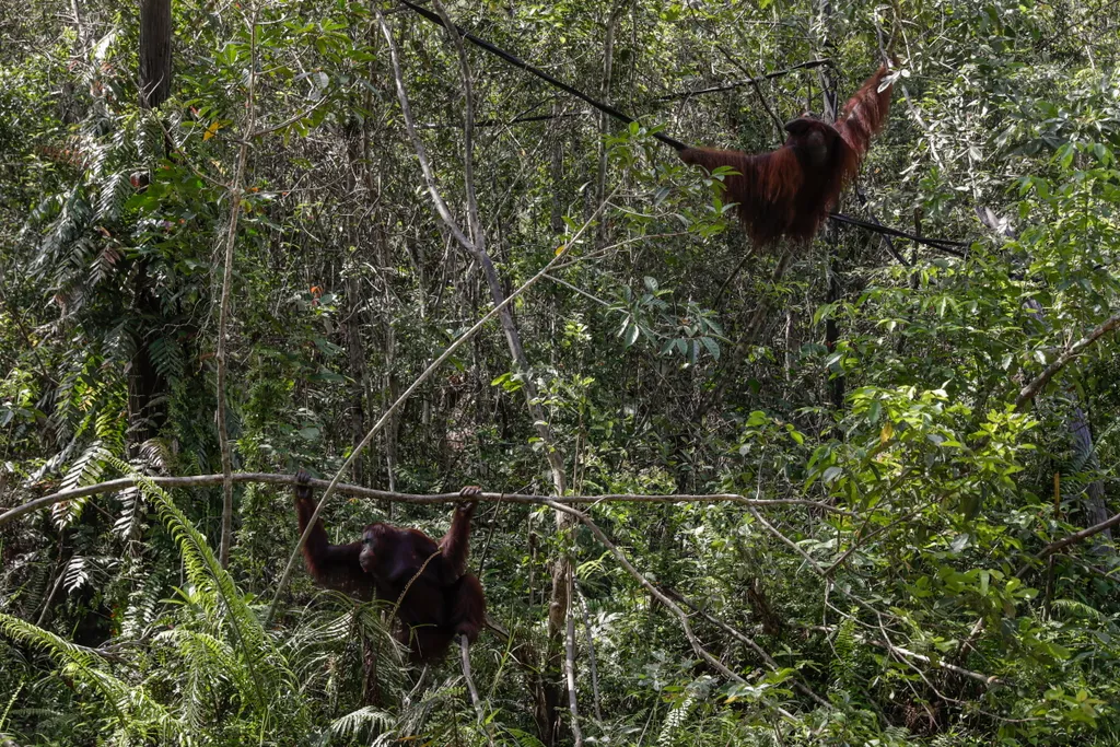 Orangután, Orangután-rezervátum Borneó, állat, 