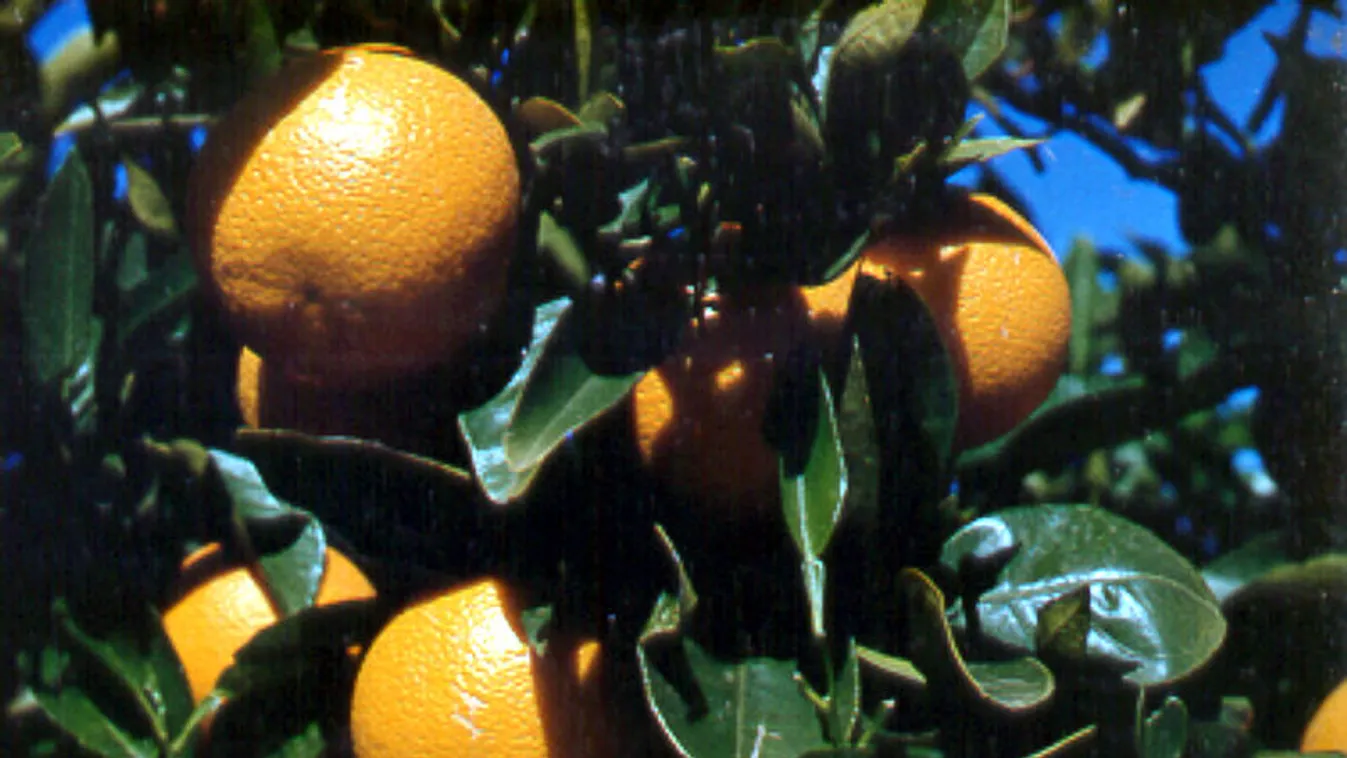 narancs 