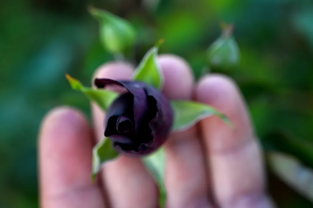 Különleges fekete rózsát termesztenek Törökországban, rózsa, termesztés, Halfeti, Törökország 