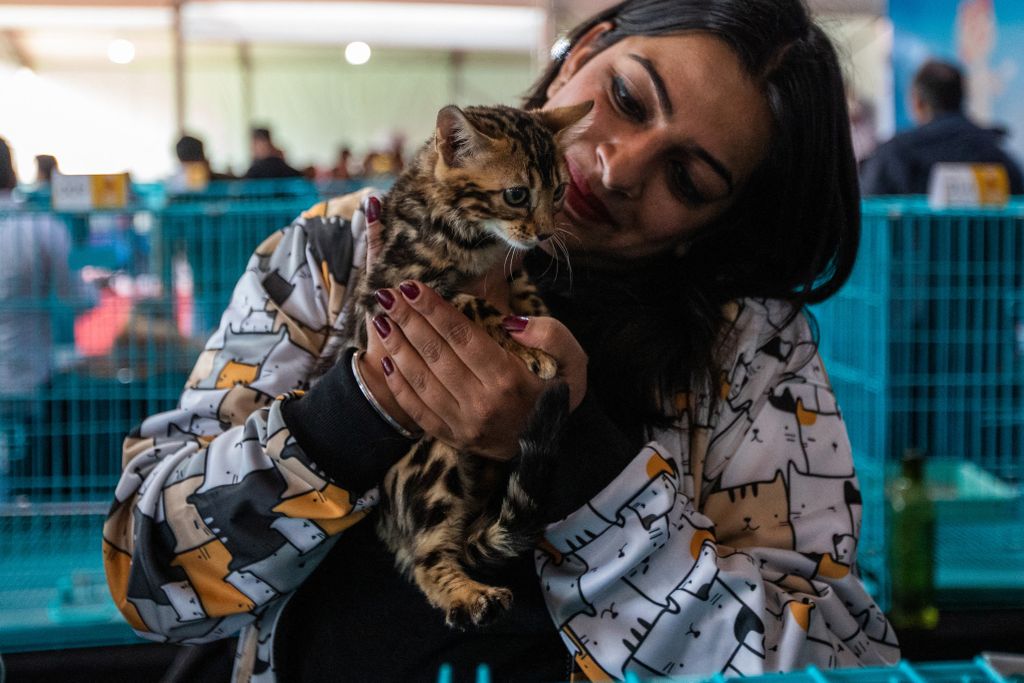 Pet Fed Show 2022, Új-Delhi, kisállat, háziállat, kutya, macska 