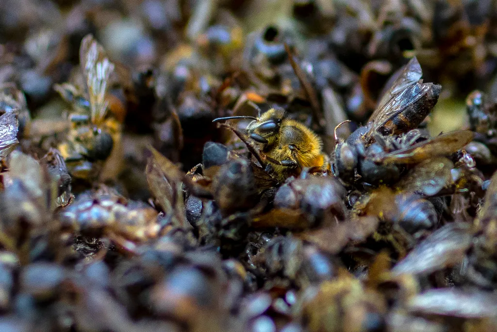 Kolumbiában a méheket veszélyezteti a túlzott avokádó termesztés  animal environment Horizontal 