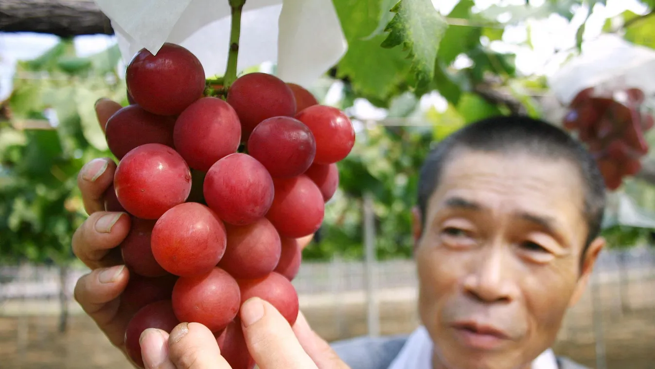 ruby roman grapes japan szőlő, világ egyik legritkább - és legdrágább- gyümölcse. Évente mindössze 2400 fürtöt termelnek ebből a szőlőfajtából. Horizontal AGRONOMY AGRICULTURAL RESEARCH GRAPE 