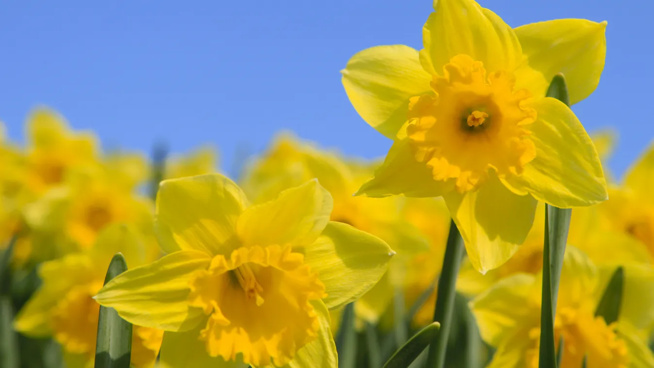 A tavasz kedvenc virága: a nárcisz 