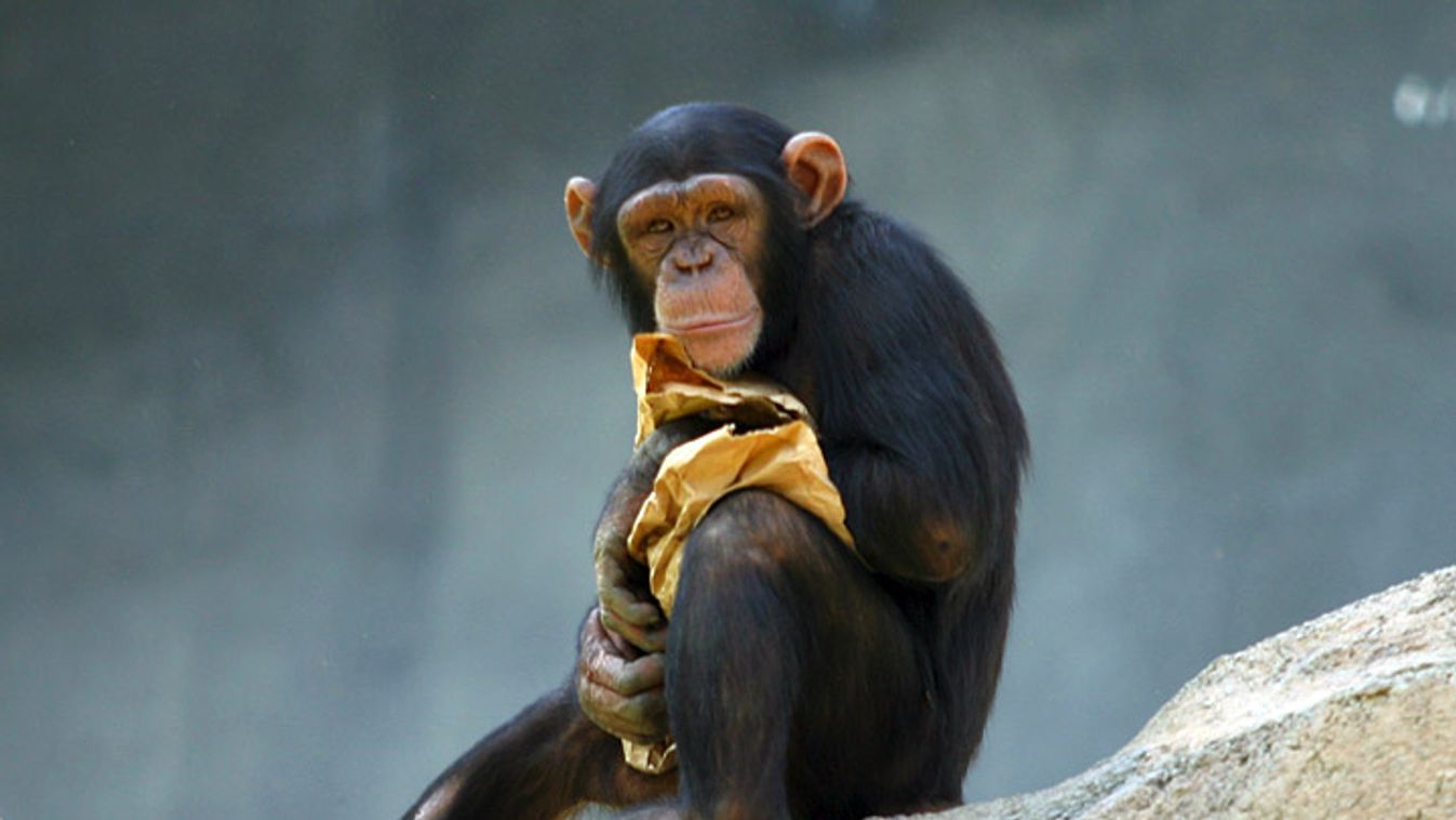 csimpánz 