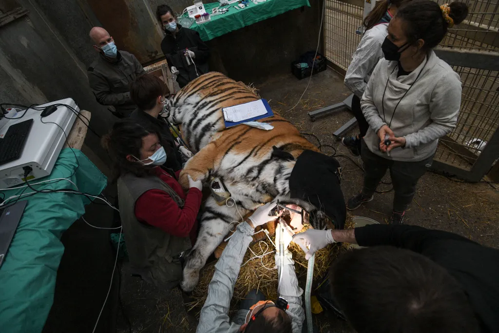 FRANCE-ANIMAL-CARE animals zoology animal dentistry Horizontal
tigris fogászat fog 