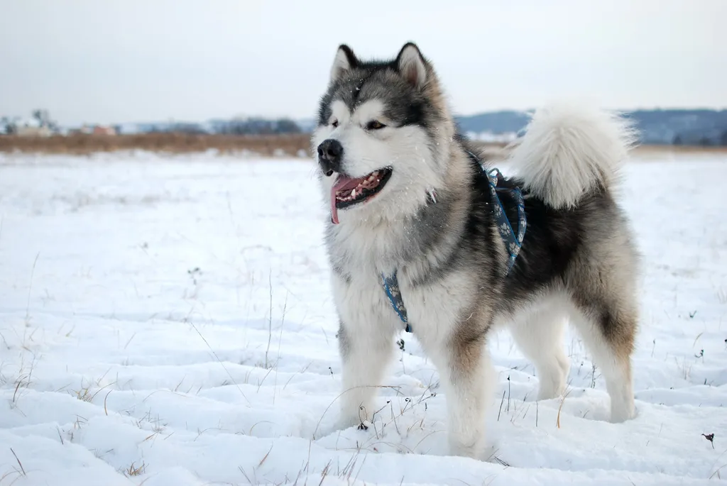 10 kutyafajta, ami imádja a hosszú, téli sétákat, alaszkai malamut 