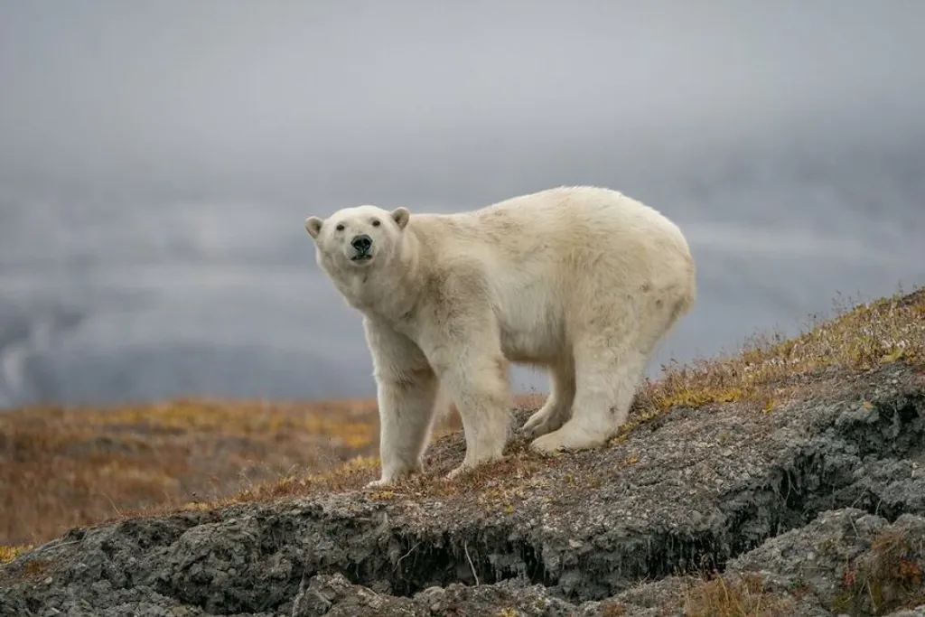 Egy orosz természetfotós elhagyott meteorológiai állomáson fotózott jegesmedvéket, galéria, Bored panda, 2021 