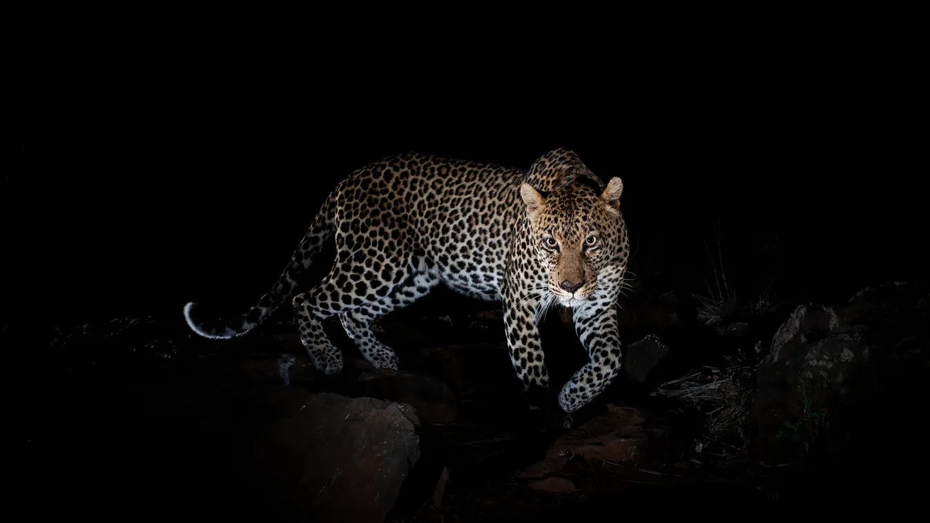 Photographed with a Camtraptions camera trap. Laikipia Wilderness Camp, Kenya. 