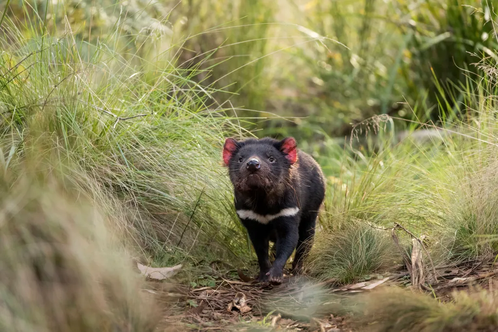 Tasmanian devil Tasmán ördög 