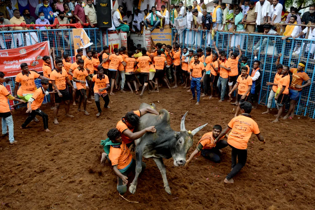 Jallikattu Avaniyapuram bika India Tamil Nadu 