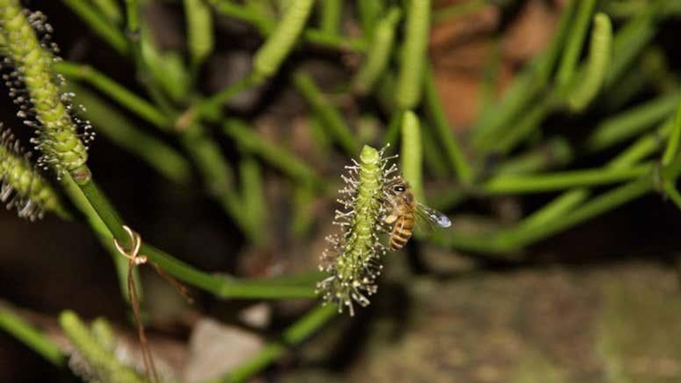 ázsiai mézelő méh 