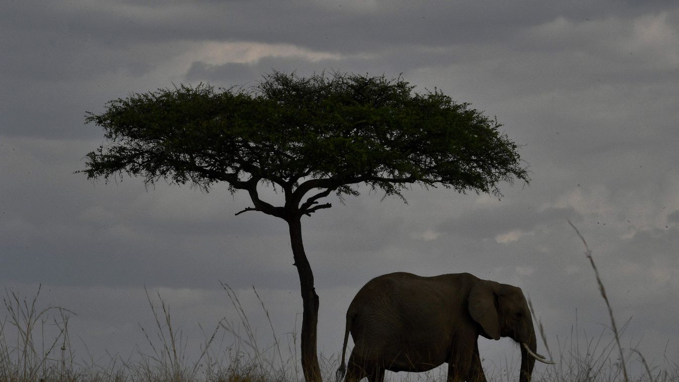 Kenya elefánt 