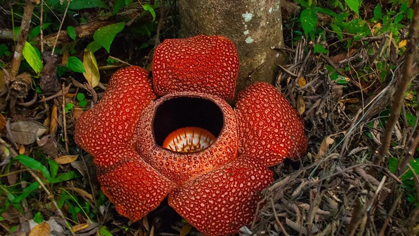 Rafflesia banaoana 
