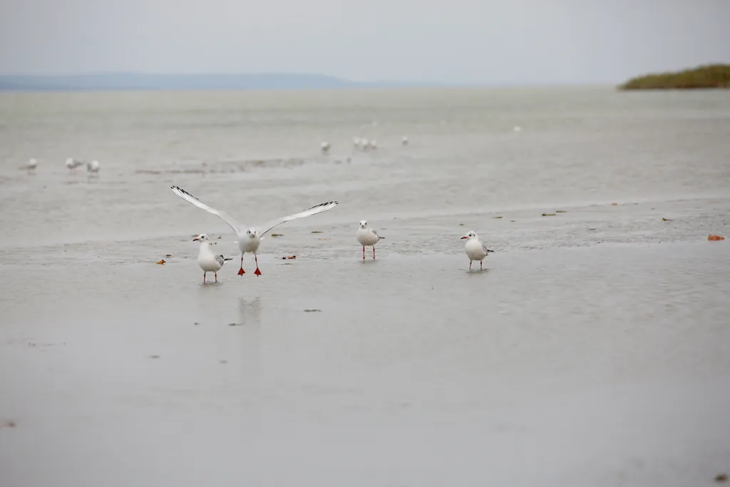 Kibillent a Balaton a viharos szélben 