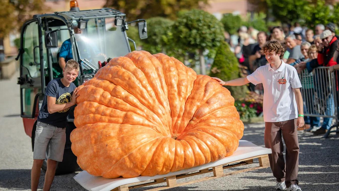 tök, óriás tök, óriás, hatalmas, termesztő, töktermesztő, verseny, mérlegelés, németország 