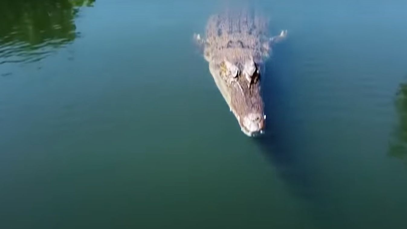 krokodil drón Ausztrália Darwin 