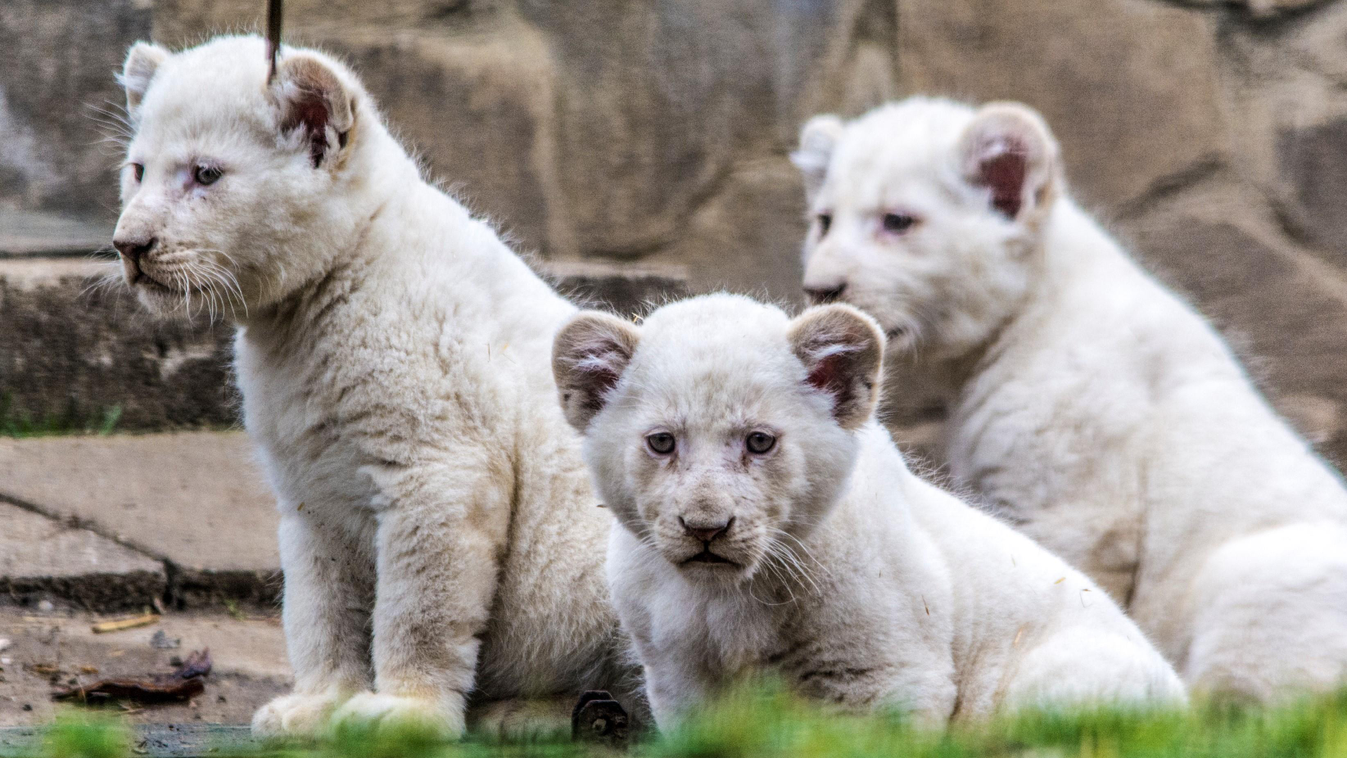 Nyíregyházi Állatpark, fehér oroszlán 