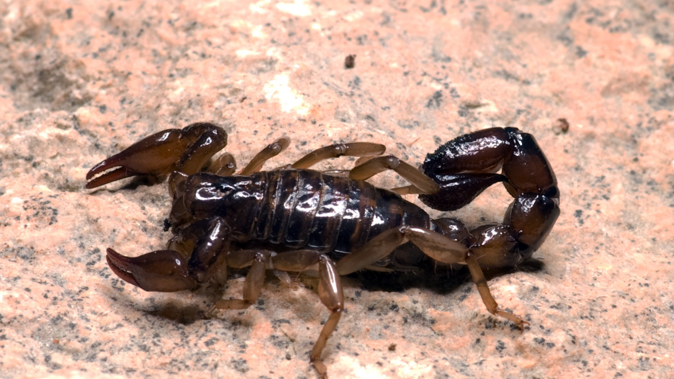 Scorpion Aracnids Scorpion 