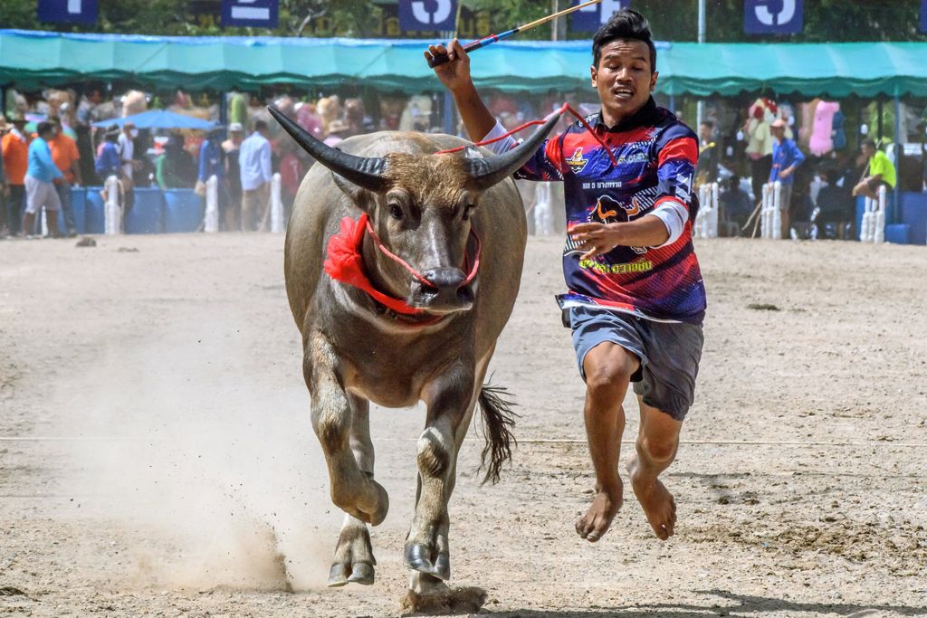 vízibivaly Thaiföld Chonburi Buffalo verseny animal culture tradition TOPSHOTS Horizontal ANIMAL RACE BUFFALO 
