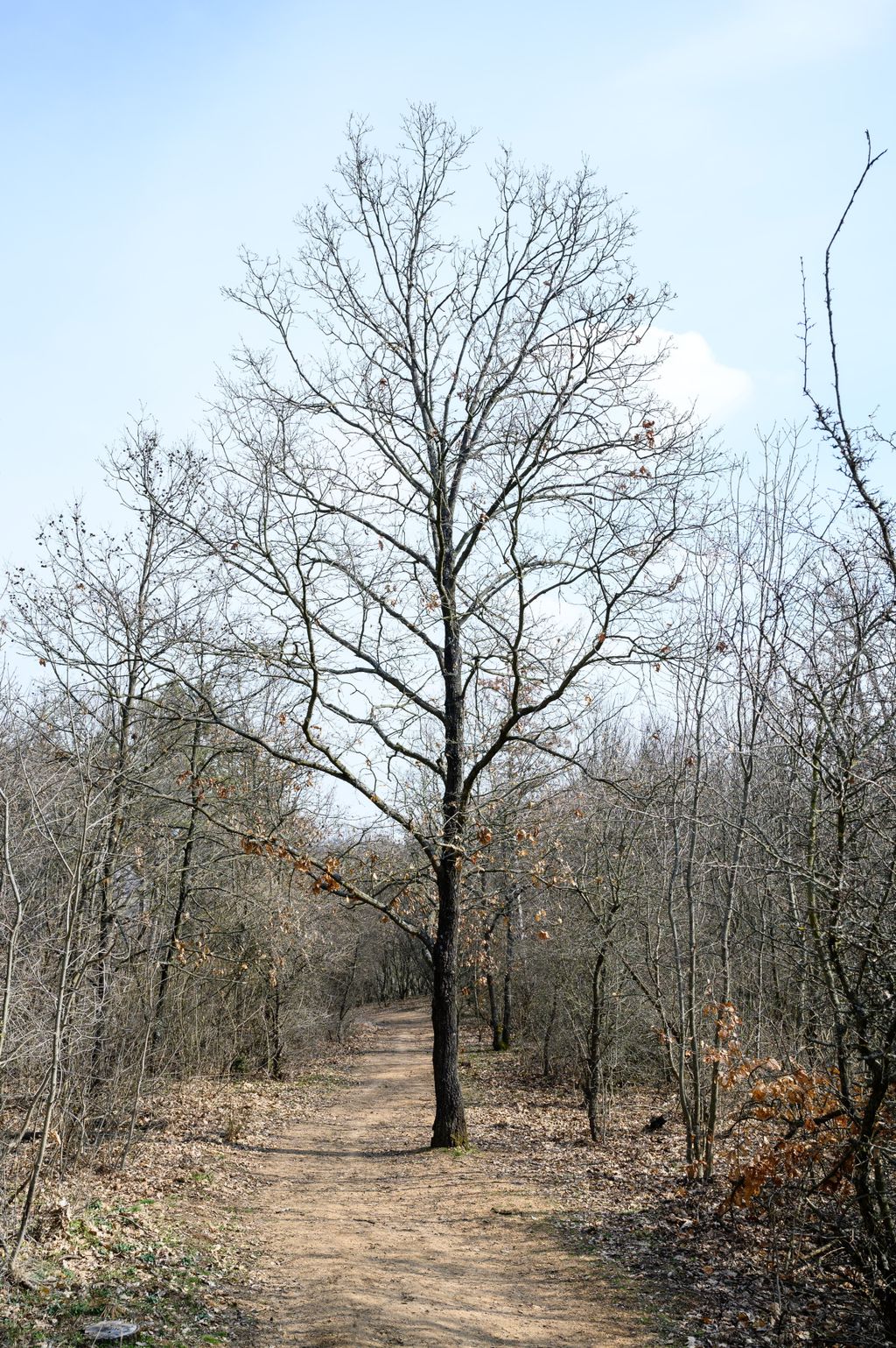 Pákozd-Sukorói Arborétum és Vadaspark 
