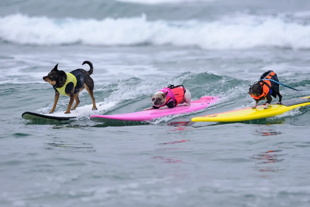 Szörföző kutyák gall   Dogs compete at the 11th annual Surf Dog Surf-A-Thon Dogs animals Surf Dog Surf A Thon Del Mar California waves Horizontal OCEAN SURFING 