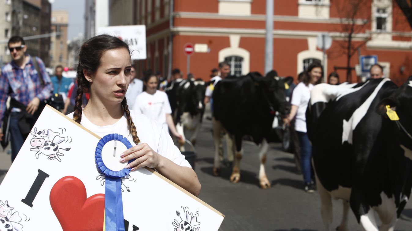 tehéntüntetés, tejtermelők, tehén, tüntetés, demonstrációjának résztvevői állnak teheneikkel a Lánchídon. 2016. április 4-én. A tüntetők szerint az unió és a magyar állam 