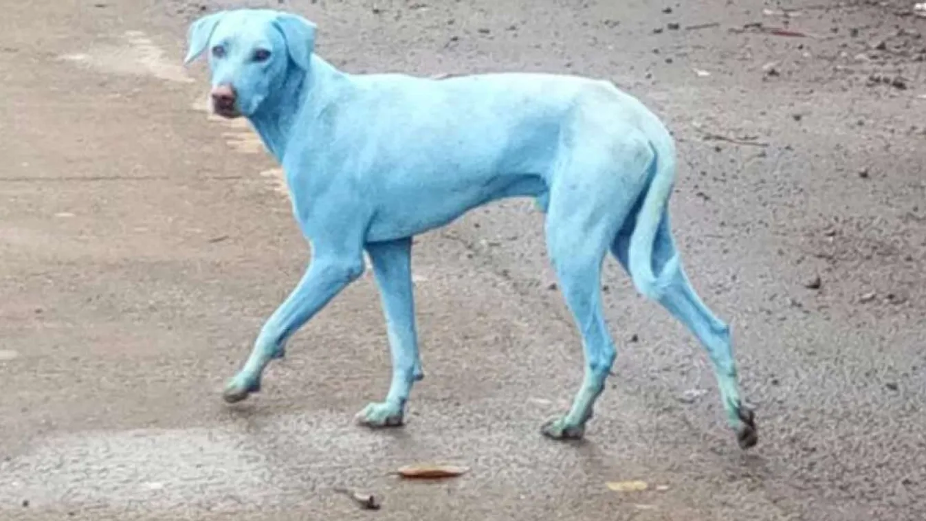 kék kutya 