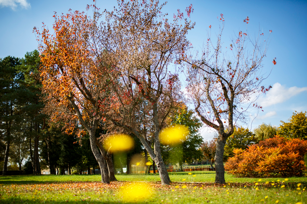 Őszi színekben pompázó fák a nagykanizsai a Csónakázó-tónál 