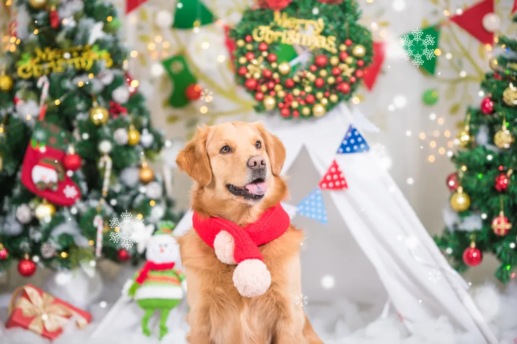 kutya karácsony ruha A,Dog,At,Christmas,Background red,background,happy,tree,winter,hat,christmas,dog,holiday,new y 
